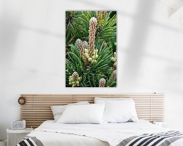 Detailaufnahme von Blüten der Krüppelkiefer, Pinus pumila