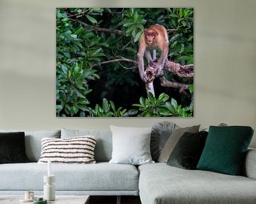 Probiscus-Affe im Dschungel von Zentralkalimantan