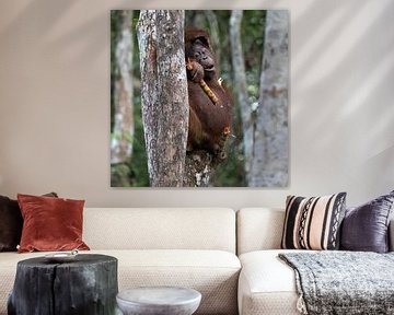 Tiener orangutan breekt een suikerriet stengel