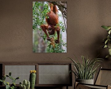 Orang-Utan im Kleinkindalter spielt mit seinem Essen