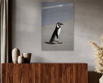 Jackass Penguin (Spheniscus demersus) van Dirk Rüter