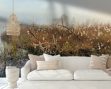 Veenpluis - Eriophorum angustifolium