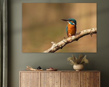 Kingfisher male sits on a branch and looks sideways by KB Design & Photography (Karen Brouwer)
