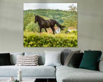 Paard in de wei op de Zuid-Limburgse heuvels van John Kreukniet