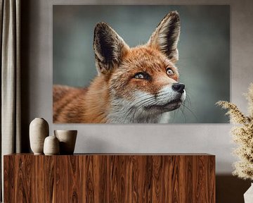 Portrait d'un renard regardant vers le haut dans des tons gris sur KB Design & Photography (Karen Brouwer)