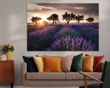 Lavender in Provence with beautiful trees in lavender field.
