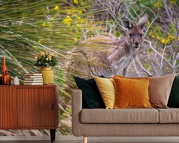 Kangaroo in Australia by Thomas van der Willik