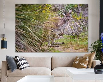 Kangaroo in Australia by Thomas van der Willik