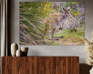 Kangoeroe in Australie