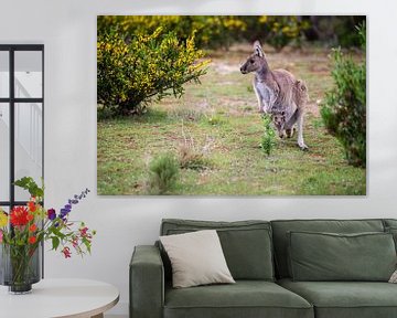 Kangoeroe met jong in Australië