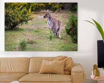 Kangoeroe met jong in Australië