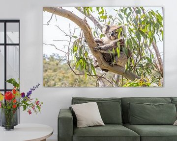 Koala with young in a eucalyptus by Thomas van der Willik