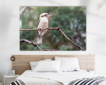 Kookaburra by Thomas van der Willik