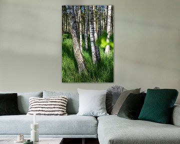 Birches in green grass by Tilo Grellmann