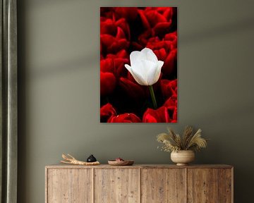 Close up van witte tulp in een rood tulpenveld van Patrick Verhoef