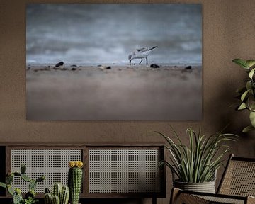 Beachcomber by Jesper Stegers