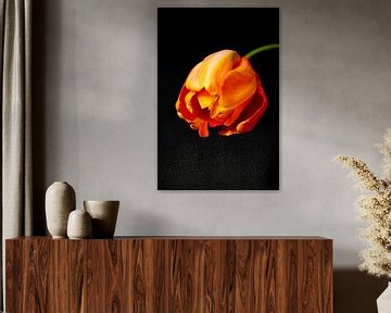 Orangefarbene Tulpe auf schwarzem Hintergrund von Madelon Thijs