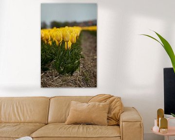 Gele tulpen op Texel van Madelon Thijs