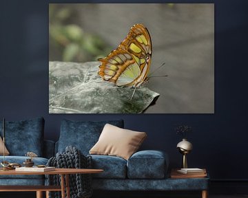 Malachite butterfly by Anja Kersten