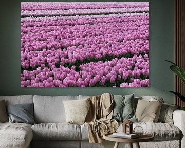 Tulpenfeld mit hell- und dunkelrosa Tulpen von W J Kok
