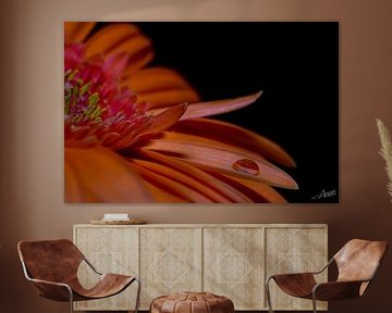 Liquid diamond on gerbera by Pierre ARTEMOFF