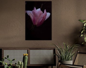 Fleur rose sur fond noir