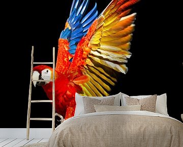 Scarlet Macaw by Ulrich Brodde