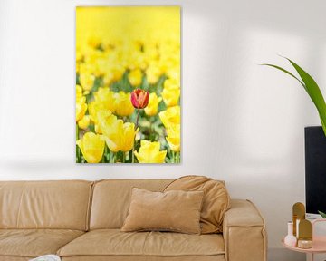 Eine rote Tulpe in einem Feld voller gelber Tulpen von Sjoerd van der Wal Fotografie