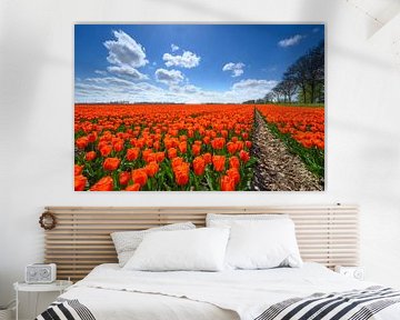 Rode tulpen in de lente van Sjoerd van der Wal