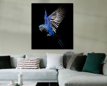 Hyacinth-Macaw by Ulrich Brodde
