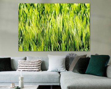Barley field in backlight by Dieter Walther