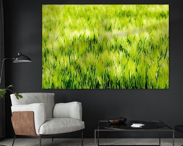 Barley field in backlight by Dieter Walther