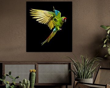 Military Macaw by Ulrich Brodde