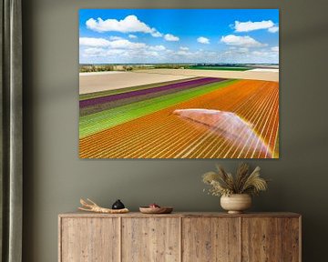 Tulpen auf einem mit einem landwirtschaftlichen Sprinkler besprühten Feld von Sjoerd van der Wal Fotografie