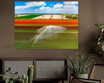 Tulpen in een veld besproeid door een landbouwsproeier van Sjoerd van der Wal Fotografie