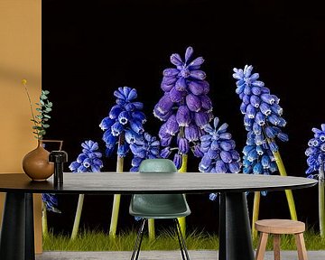 De eerste lentegroet, blauwe druifjes