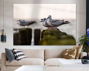 Chilling Seagulls by Linda Raaphorst