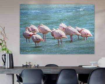 Sleeping flamingos