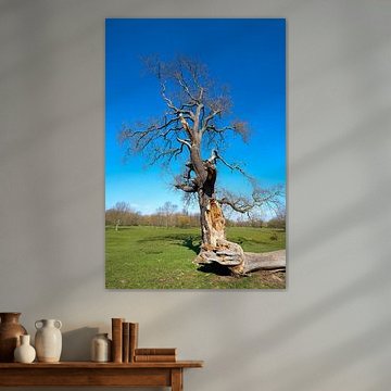 Baumriese im Herrenkrugpark bei Magdeburg von Heiko Kueverling