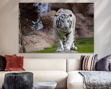 Weißer Tiger van Ulrich Brodde