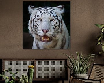 Weißer Tiger von Ulrich Brodde