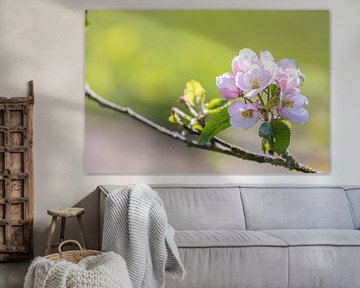 Fleur de pommier rose dans la Betuwe | Hollande | rose, vert, couleurs pastel