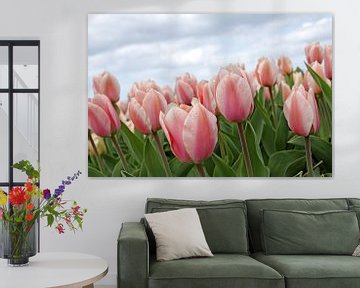 Roze Tulpen