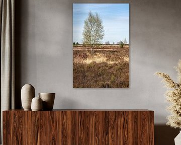 Brown and yellow grass fields of the Campine moorland national p van Werner Lerooy