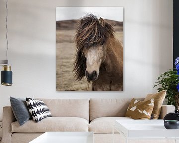 Isländer (Pferd) von Edwin Kooren