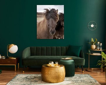 Icelander (horse) by Edwin Kooren