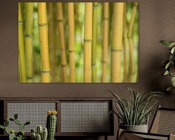 The yellow/green stems of Bamboo plants by Birgitte Bergman