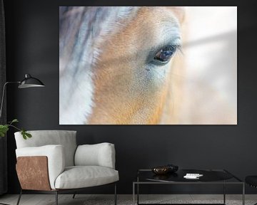 Daydreaming (detailopname van het oog van een paard)