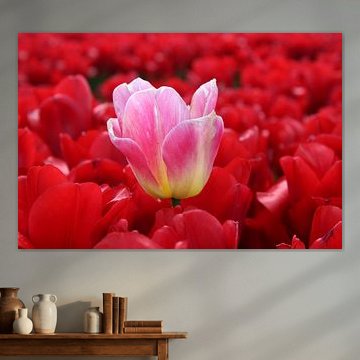 Champs de tulipes à Goeree-overvlakee