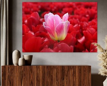 Tulpenfelder in Goeree-overvlakee von Linda van Rij
